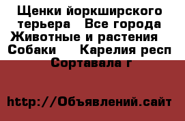 Щенки йоркширского терьера - Все города Животные и растения » Собаки   . Карелия респ.,Сортавала г.